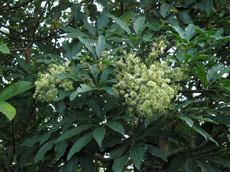 鴨腳木|香港濕地公園